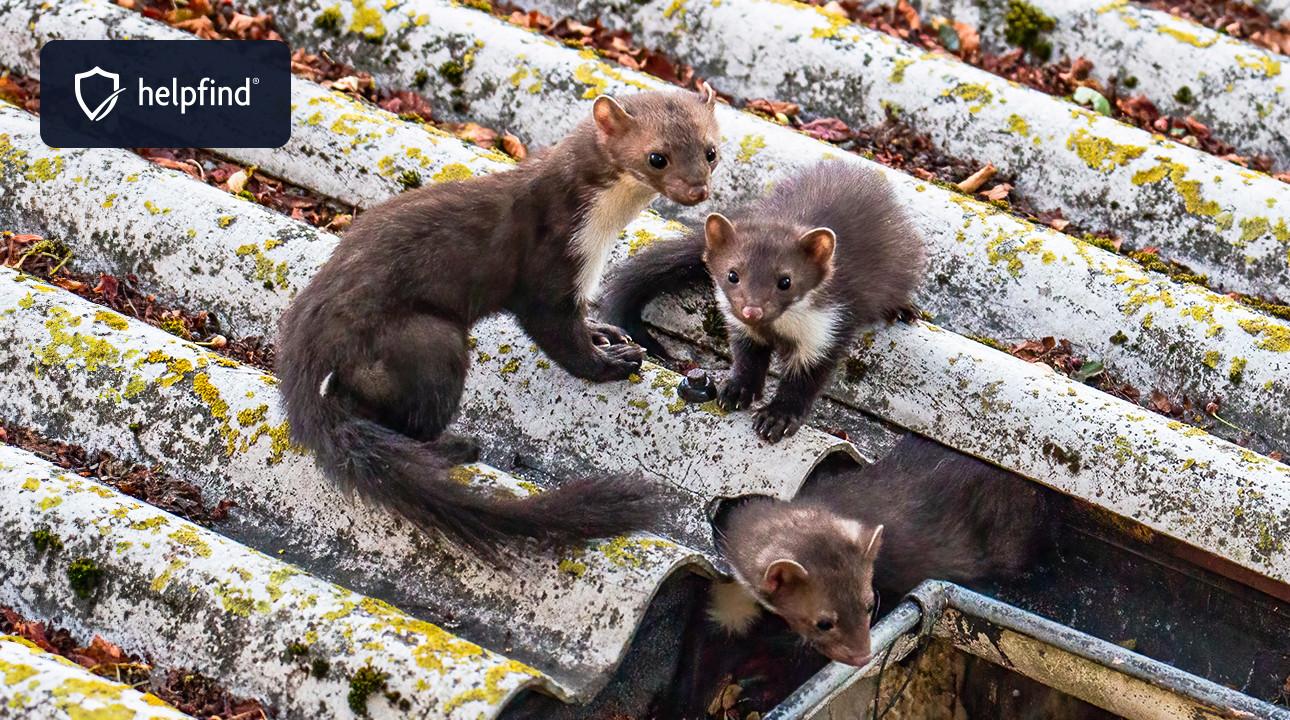 Odszkodowanie za szkody wyrządzone przez kuny – komu przysługuje, kiedy dopłata